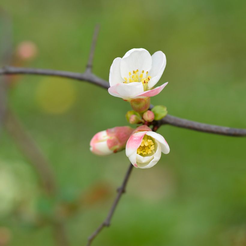 Zierquitte Toyo-Nishiki - Chaenomeles speciosa (Blüte)