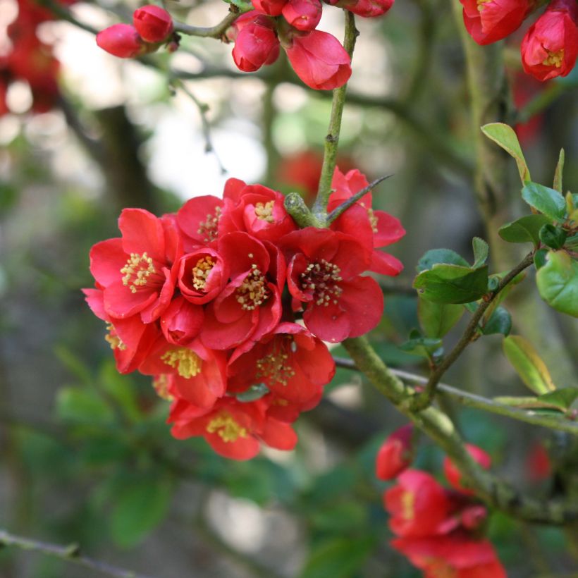 Zierquitte Fire dance - Chaenomeles speciosa (Blüte)