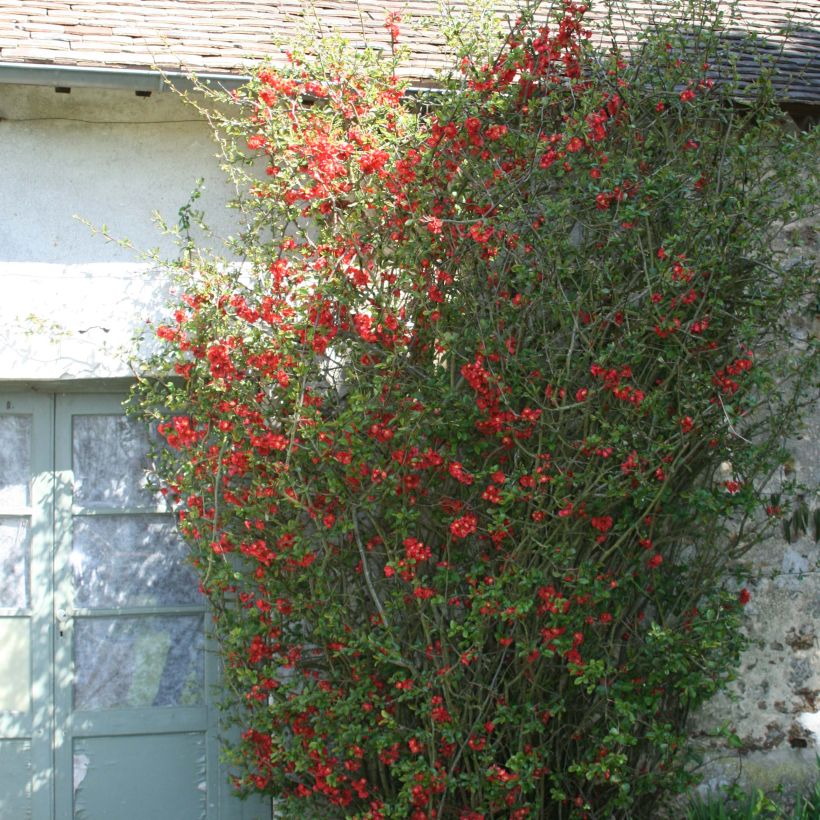 Zierquitte Fire dance - Chaenomeles speciosa (Hafen)