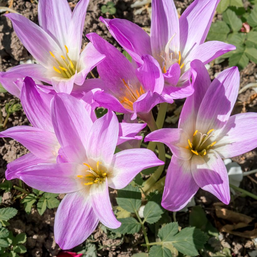 Colchicum speciosum - Kaukasus-Herbstzeitlose (Blüte)