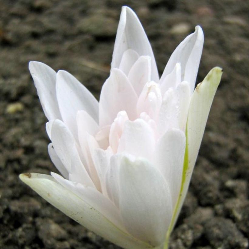 Colchicum autumnale Alboplenum - Herbst-Zeitlose (Blüte)