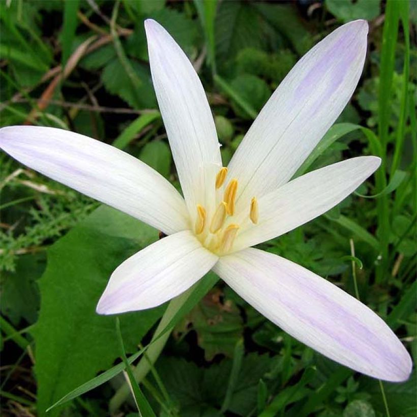 Colchicum autumnale Album - Herbst-Zeitlose (Blüte)