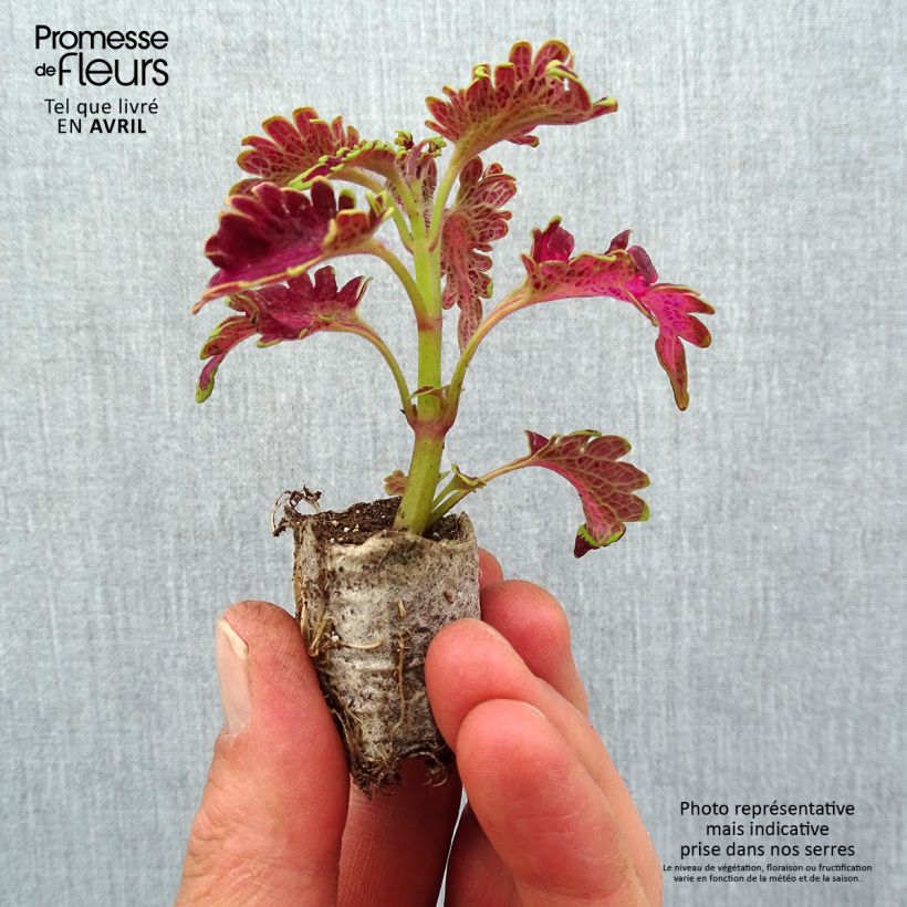 Exemplar von Coleus Copinto Planter's Punch Mini-motte 3 cm wie im Frühjahr geliefert