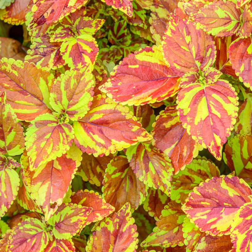 Buntnessel Golden Freckles - Solenostemon (Laub)