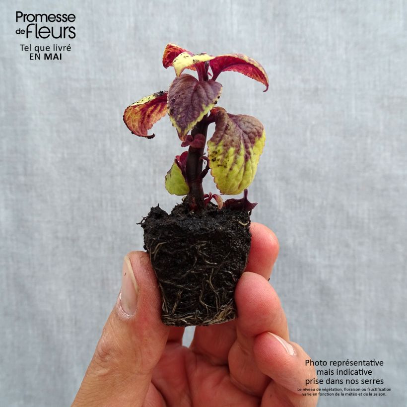 Exemplar von Coleus Pineapple Surprise Mini-motte 3,5 cm wie im Frühjahr geliefert