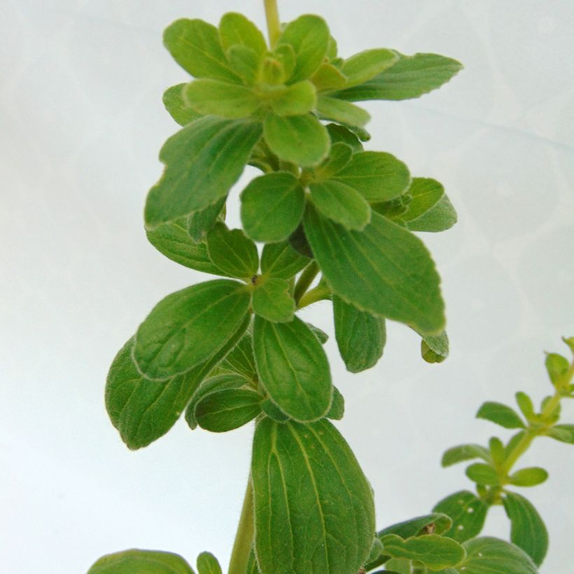 Verpiss-Dich-Pflanze - Plectranthus caninus (Laub)