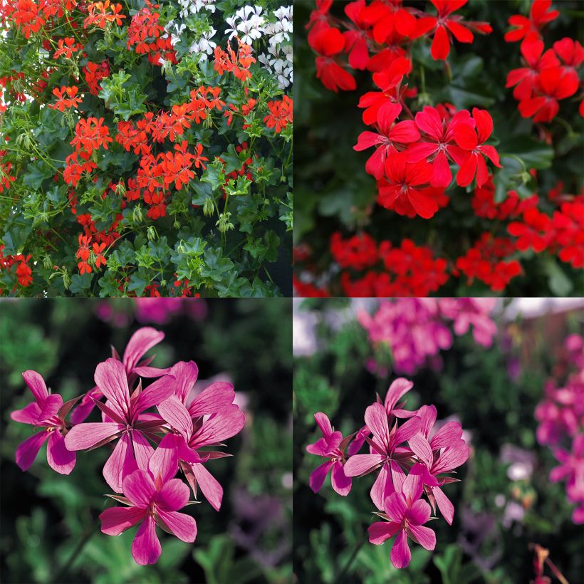 Kollektion von 10 Storchschnabeln für Balkone in Rot und Rosa (Blüte)