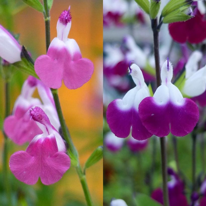 Sammlung von Strauch-Salbei Lips (Blüte)