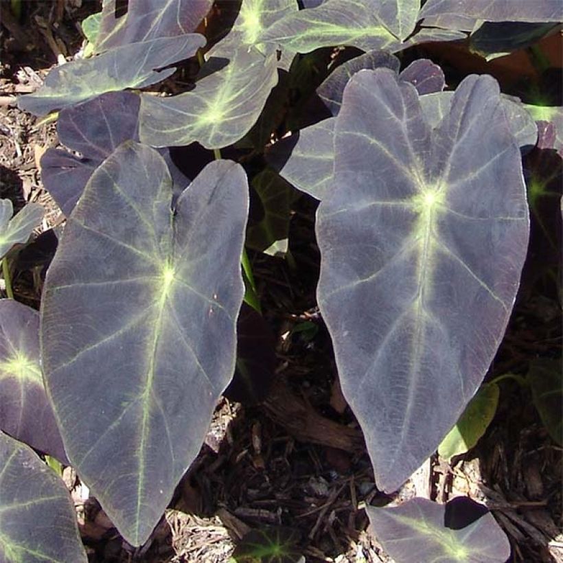 Colocasia Black magic - Taro (Laub)