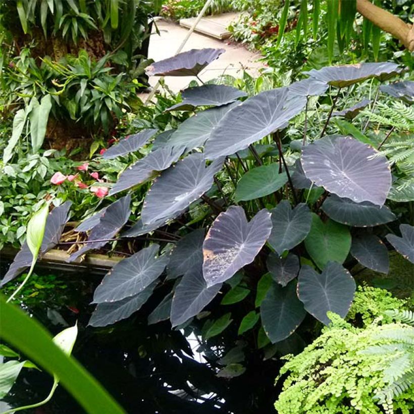 Colocasia Black magic - Taro (Hafen)