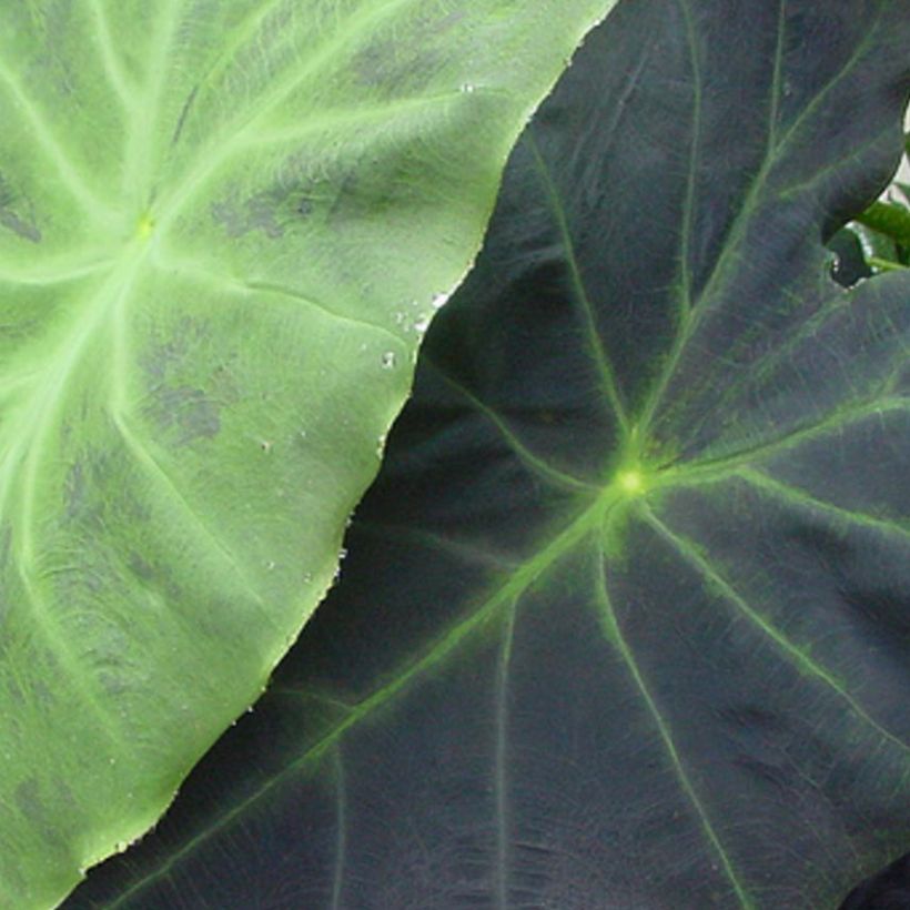 Colocasia Dragon Heart Giant - Taro (Laub)