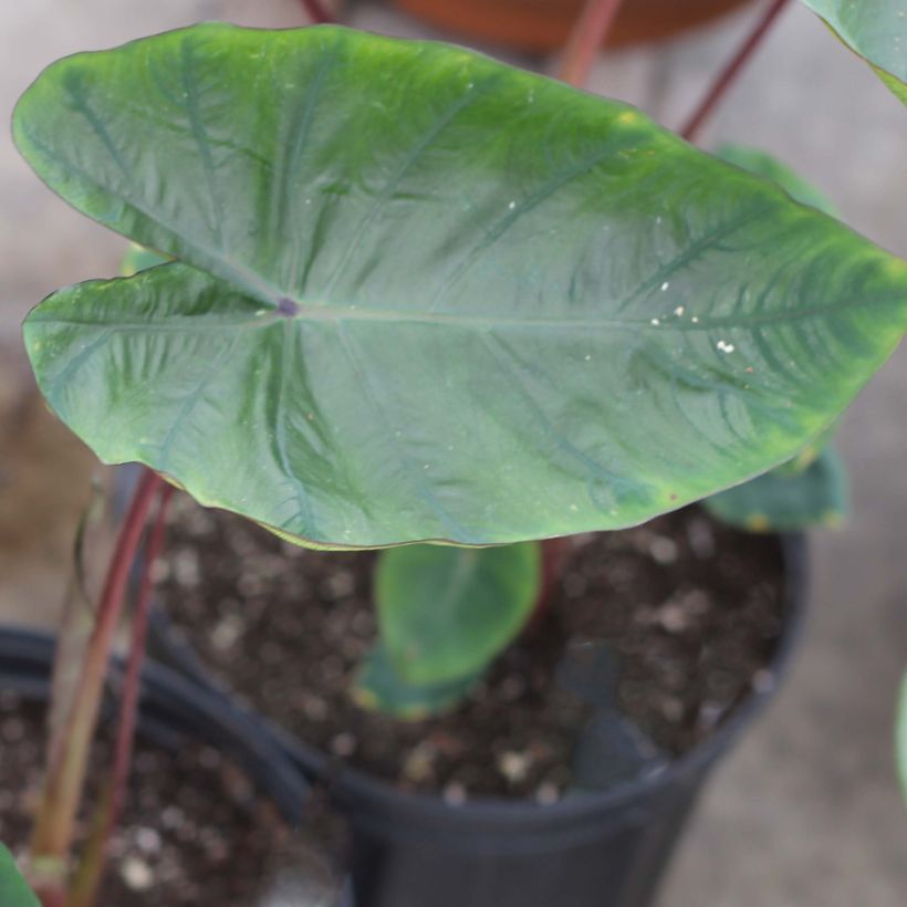 Colocasia Hawaiian Punch - Taro (Laub)