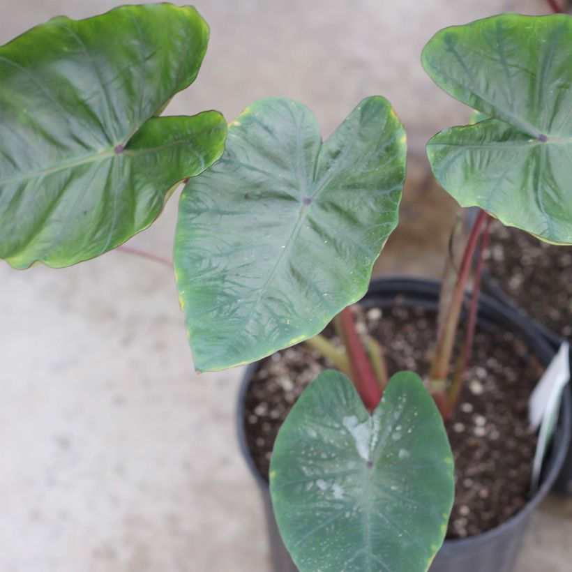 Colocasia Hawaiian Punch - Taro (Hafen)