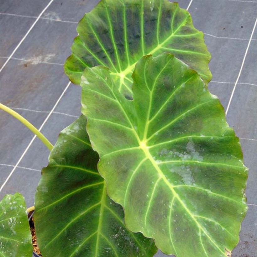 Colocasia Imperial Gigante - Taro (Laub)