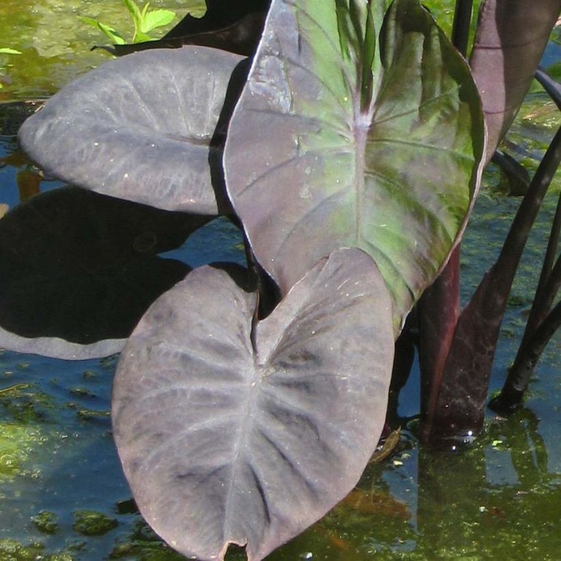 Colocasia Kona Coffee - Taro (Laub)