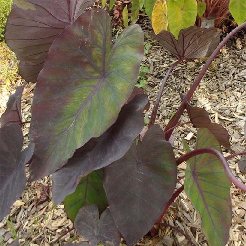 Colocasia Madeira - Taro (Laub)