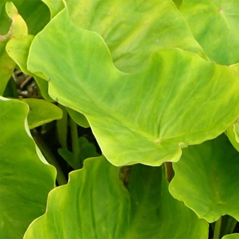 Colocasia Maui Gold - Taro (Laub)