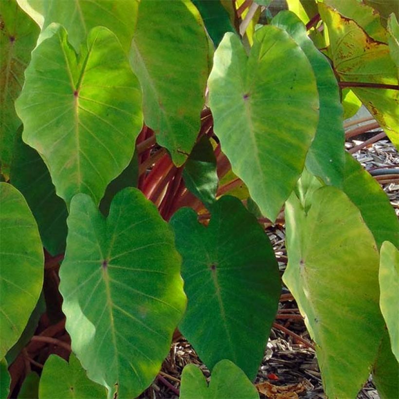 Colocasia Pink China - Taro (Laub)