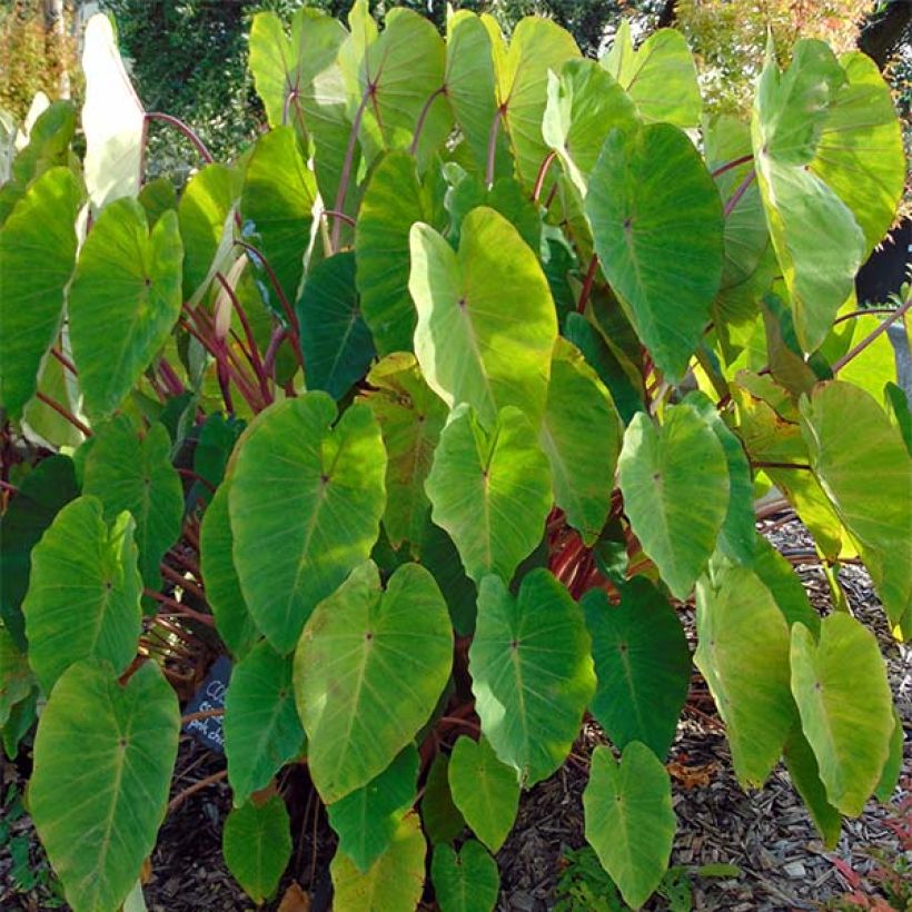 Colocasia Pink China - Taro (Hafen)