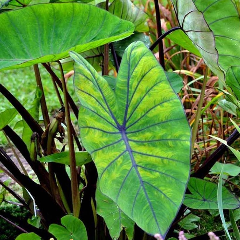 Colocasia Blue hawaii - Taro (Laub)