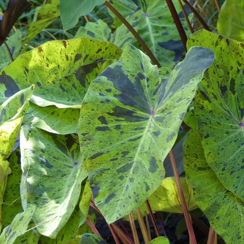 Colocasia esculenta Mojito - Taro (Laub)