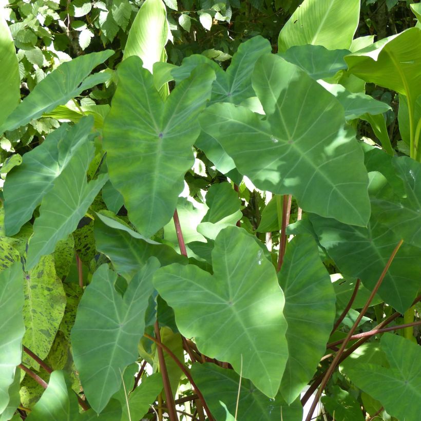 Colocasia esculenta - Taro (Laub)