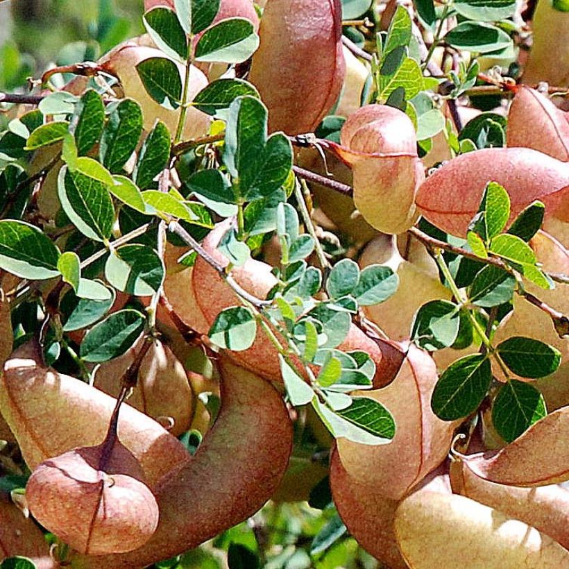 Colutea arborescens - Blasenstrauch (Laub)