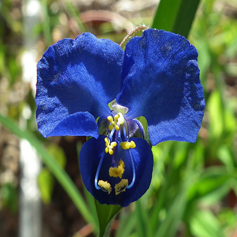 Commelina coelestis - Commeline (Blüte)