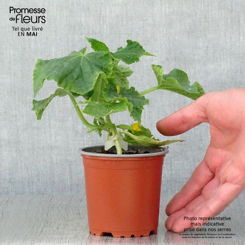 Exemplar von Concombre Gynial F1 en plants GREFFES en pot de 10,5 cm wie im Frühjahr geliefert