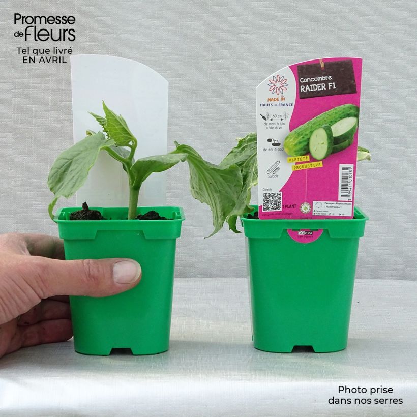 Exemplar von Concombre Raider F1 en plants Pot de 10 cm/11cm wie im Frühjahr geliefert