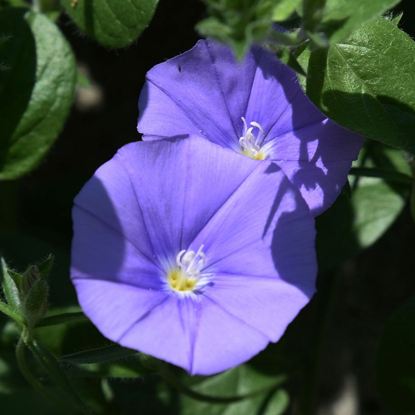 Convolvulus sabatius New Blue Moon - Kriechende Winde (Blüte)