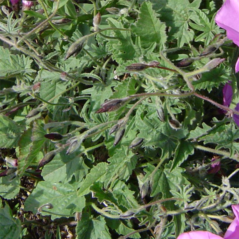 Convolvulus althaeoides - Eibischblättrige Winde (Laub)