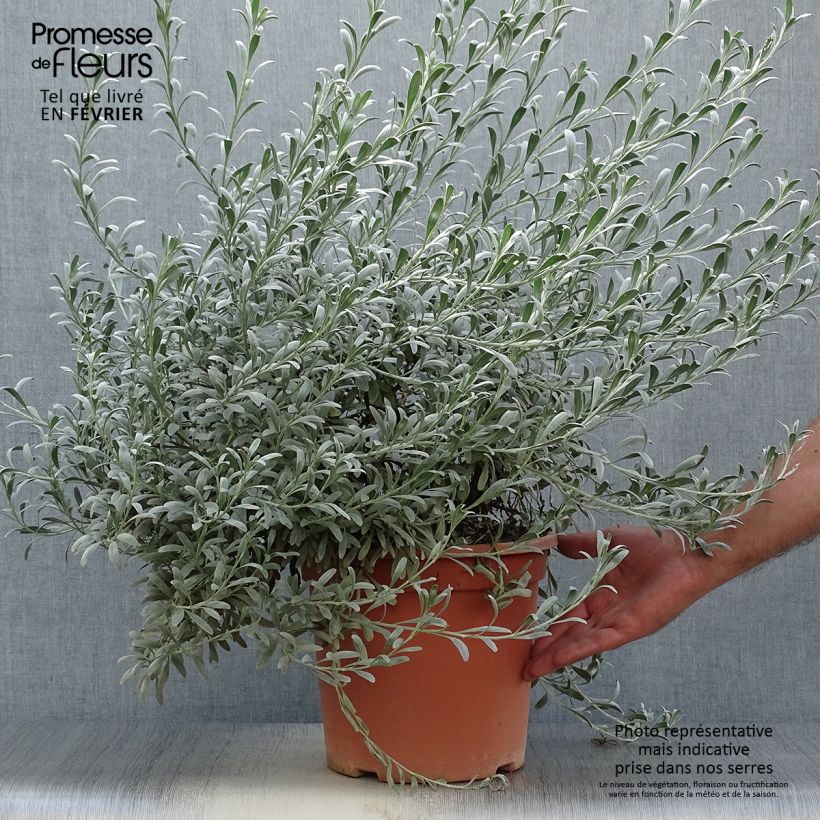 Exemplar von Convolvulus cneorum en pot de 7.5L/10L wie im Herbst geliefert