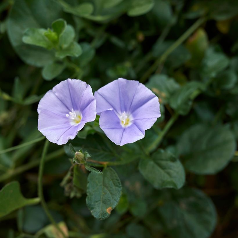 Convolvulus sabatius - Kriechende Winde (Blüte)