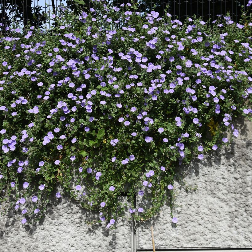 Convolvulus sabatius - Kriechende Winde (Hafen)