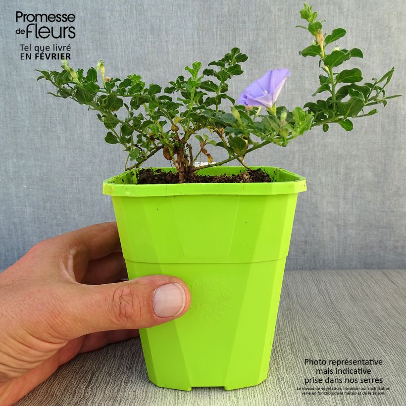 Exemplar von Convolvulus sabatius Maroccan Beauty en pot de 1.5L wie im Herbst geliefert