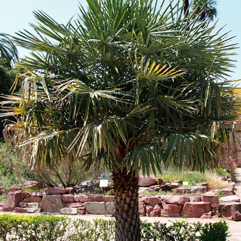 Copernicia alba - Caranday Palme (Hafen)