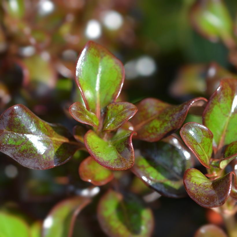 Coprosma Chocolate Soldier (Laub)