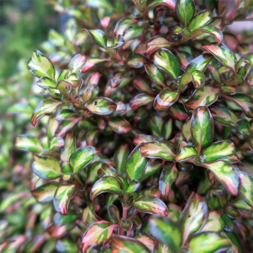 Coprosma Evening Glow (Laub)