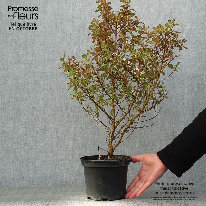 Exemplar von Coprosma Evening Glow Pot de 2L/3L wie im Herbst geliefert