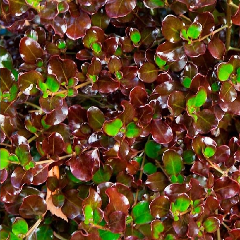 Coprosma Pacific Night (Laub)