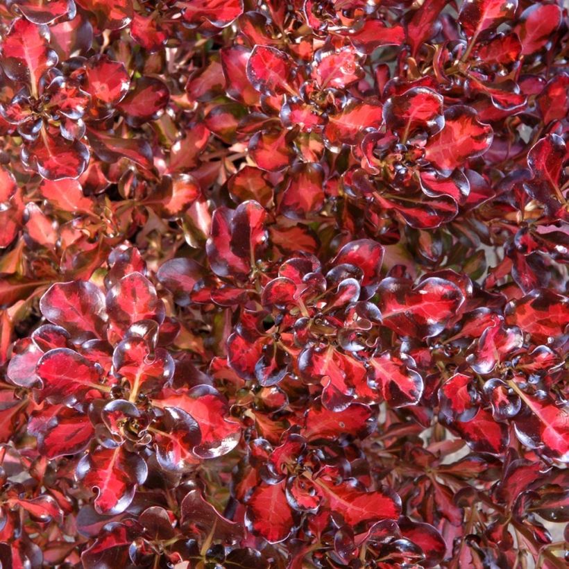 Coprosma Pacific Sunset (Laub)