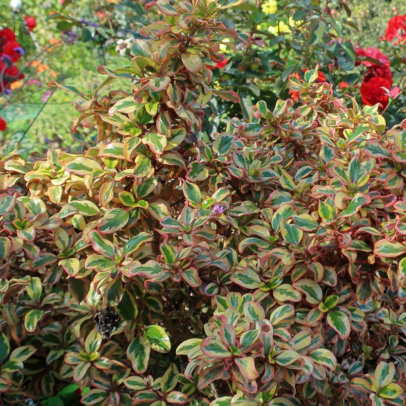 Coprosma repens Pink Splendor (Laub)