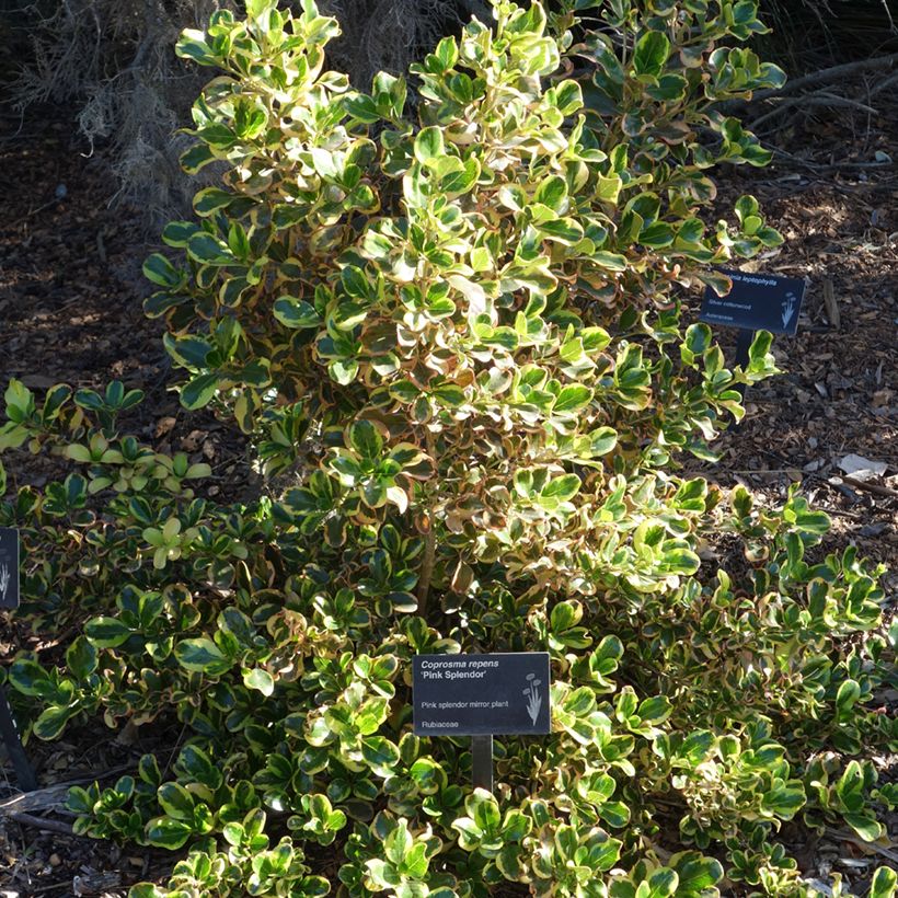 Coprosma repens Pink Splendor (Hafen)