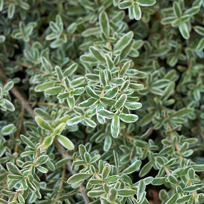 Coprosma kirkii Variegata (Laub)