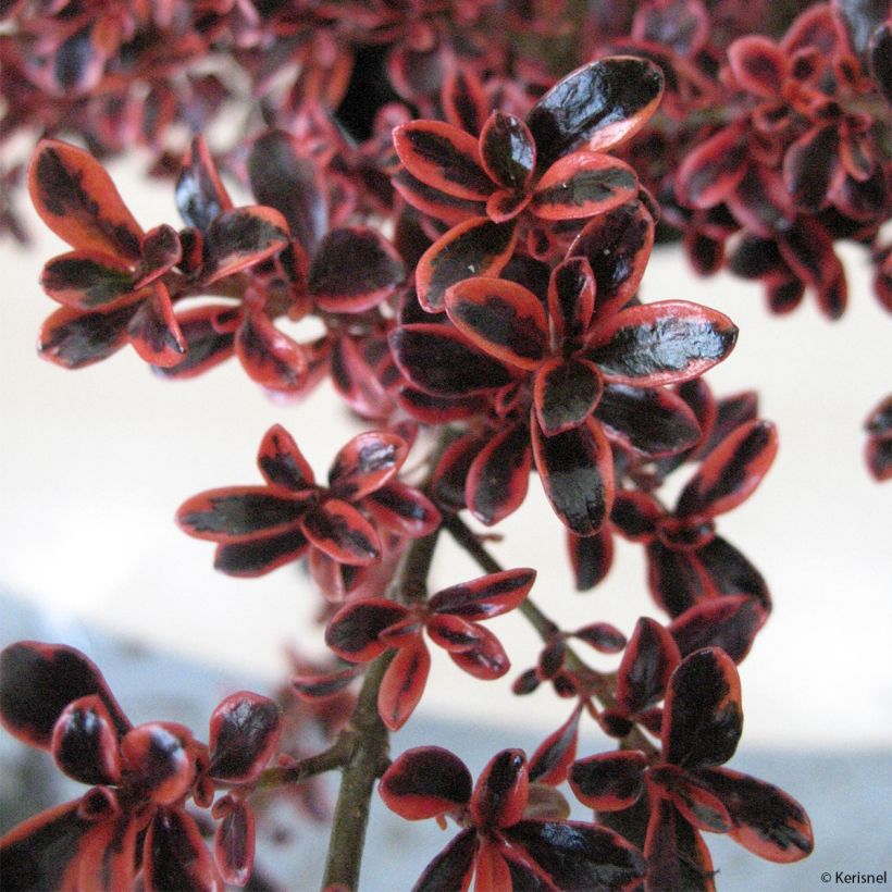 Coprosma repens Fire Burst (Laub)