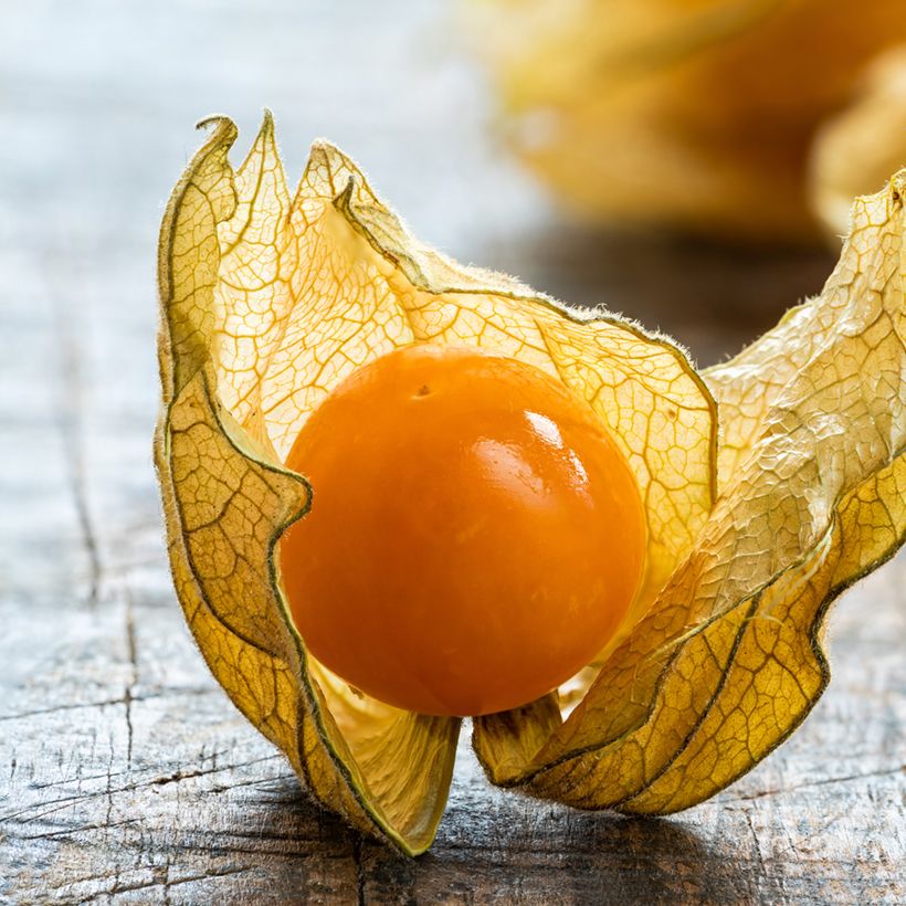 Andenbeere - Vilmorin - Physalis edulis (Ernte)