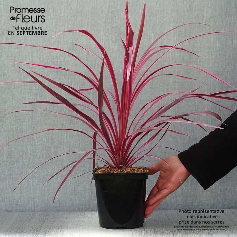 Exemplar von Cordyline australis Cherry Sensation - Keulenlilie wie im Herbst geliefert