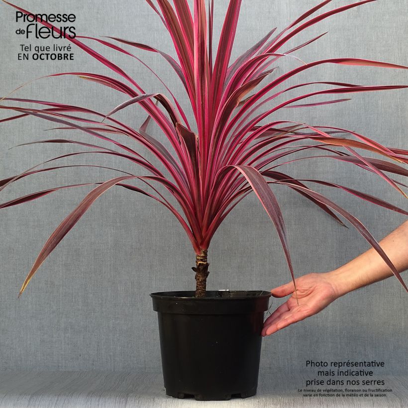 Exemplar von Cordyline australis Cherry Sensation - Keulenlilie wie im Herbst geliefert