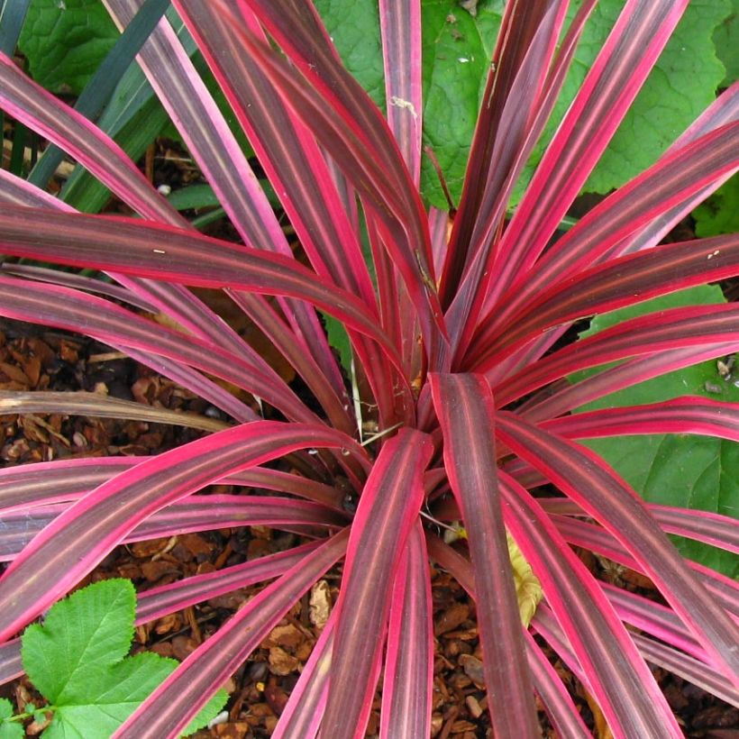 Cordyline australis Cherry Sensation - Keulenlilie (Laub)